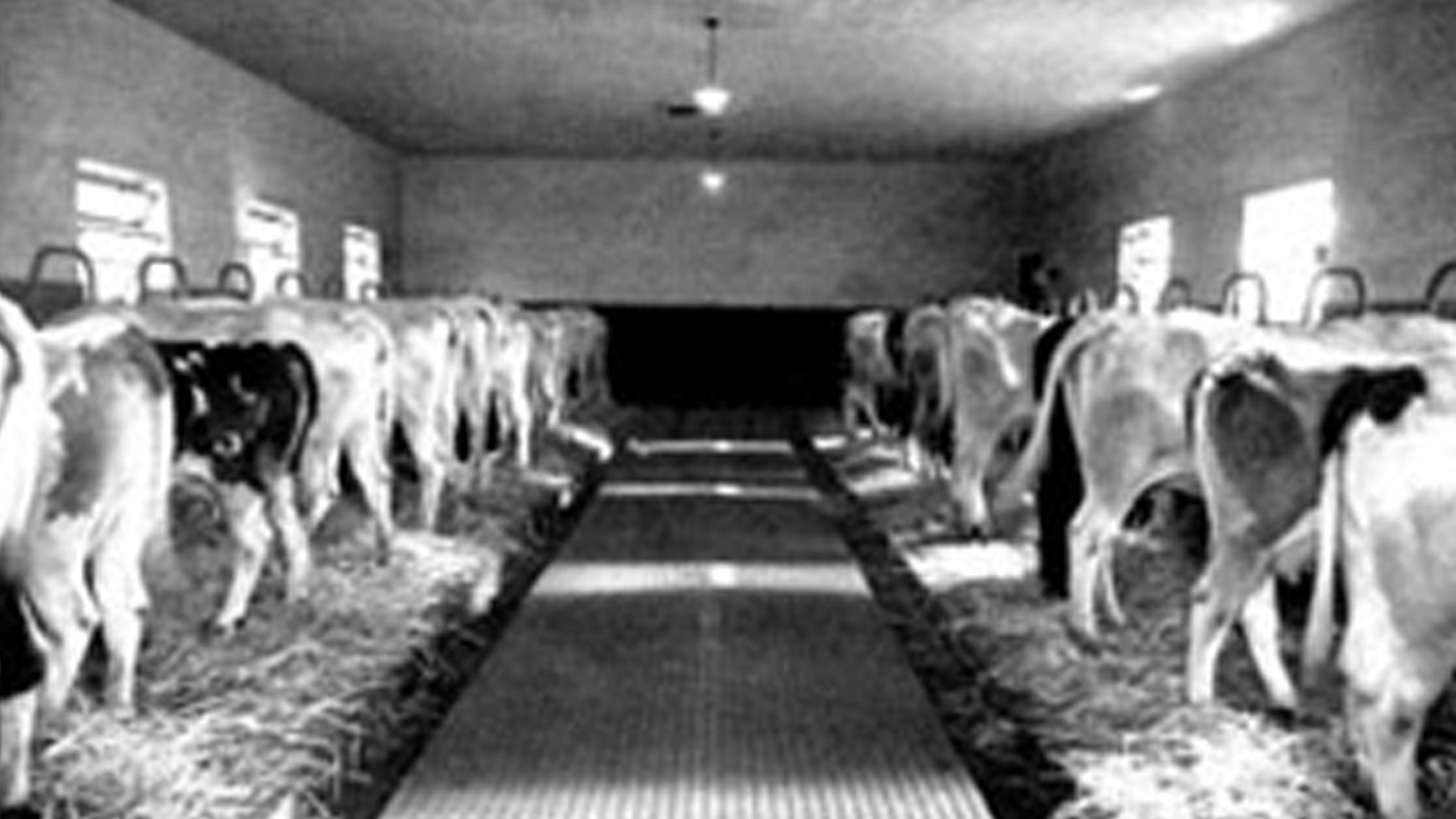 ricovero animali IZSPLV, foto storica