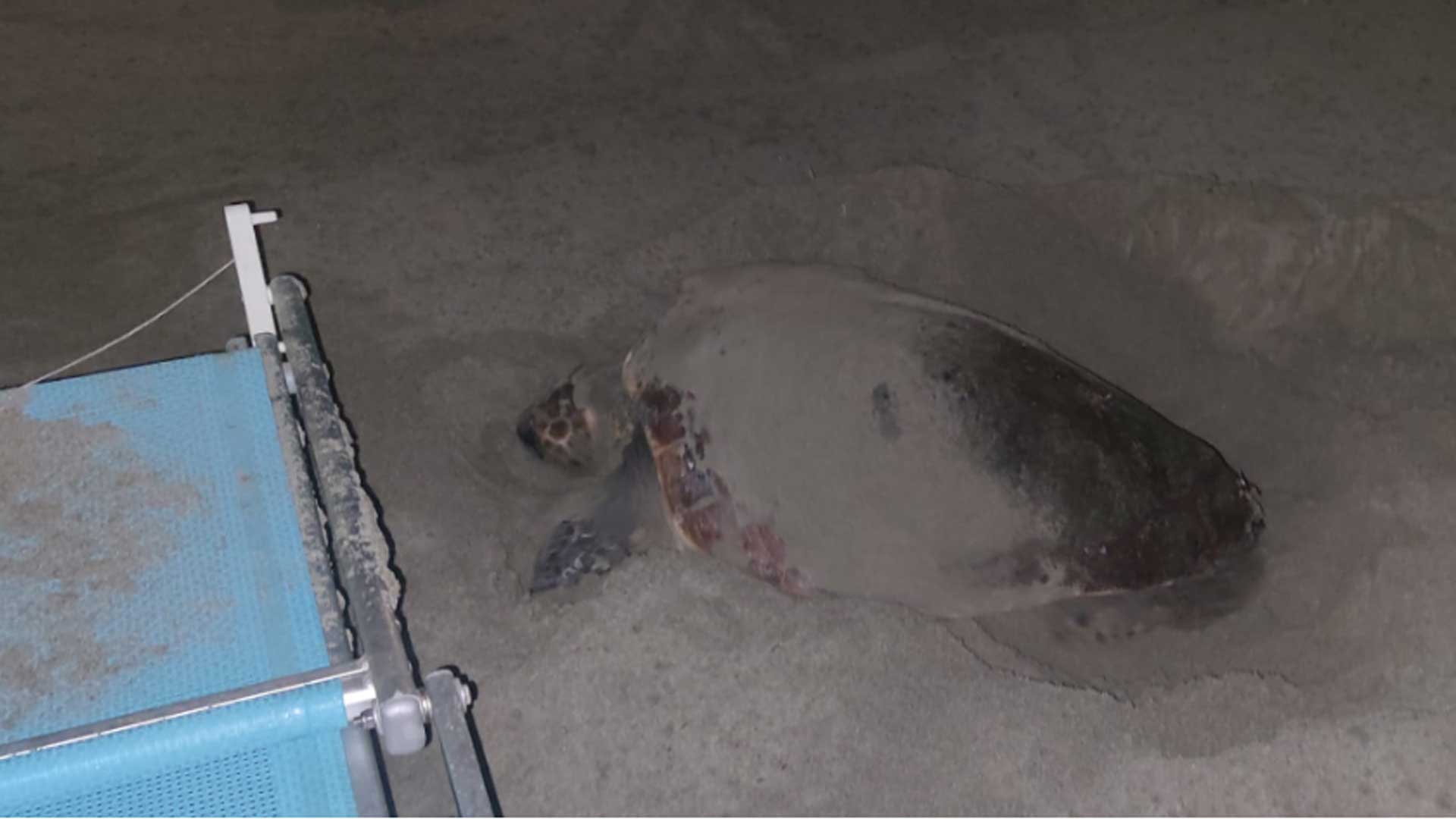 nidi di tartarughe a laigueglia