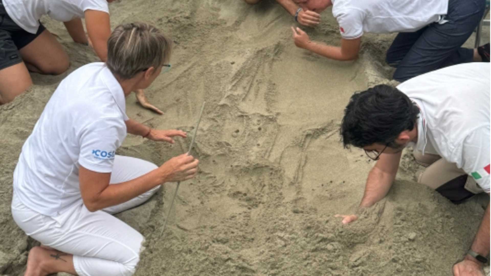 attività di monitoraggio dei nidi di caretta caretta a laigueglia da parte dei tecnici izsplv